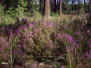 Брянские тропы