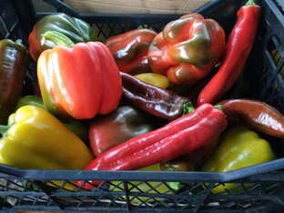 Сладкий перец