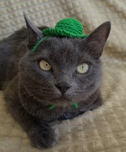 Интересное про котиков