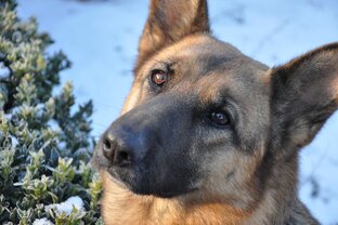 Собака (о Громе/Карате)