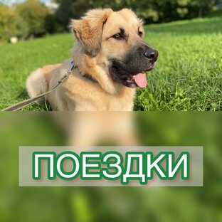 ПОЕЗДКИ