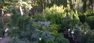 Тайга на Дону 