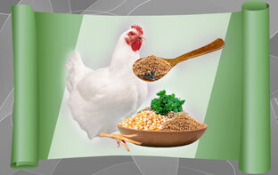 Чем и как кормить домашнюю птицу. Основной рацион и добавки