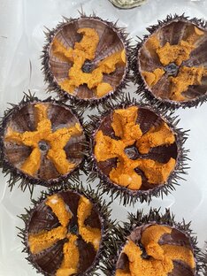 Живые Морские Ежи