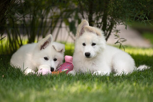 Воспитывай щенка правильно 