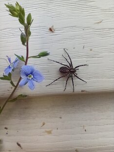 Развитие ассоциативного мышления