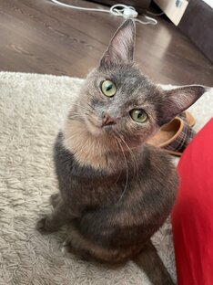 Видео кошечки Солы