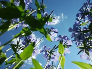 Мои стихи разных лет