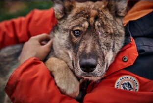 ГЕРДА - спасение. Потеряла глаз, но жизнь сохранила! 