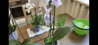 ВСЕ О ПОЛИВЕ!!!