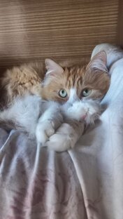 Милота