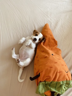 Щенячество 