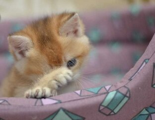 Стеснительный котик 