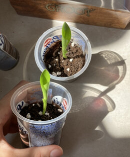 Растения из семян