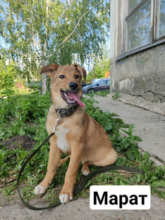 Наши подопечные 