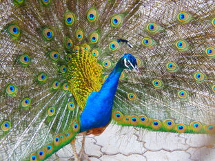 Про птичек.