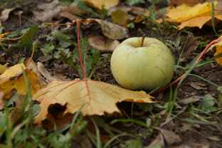 Невошедшее