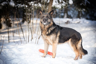 Ветераны команды