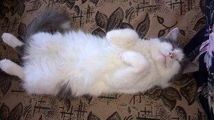 Мои котики #котики #моикотэ