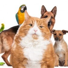 Смешные видео про животных.