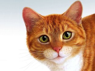 Дзен Записки симархического кота статистика