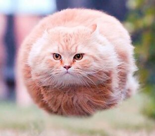 Дзен Котизм статистика