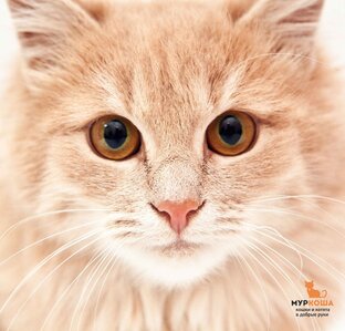 Дзен Adoption центр для кошек «Муркоша» статистика