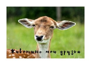Дзен Животные мои друзья  статистика