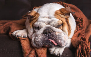 Дзен PRO ГОВОРИ статистика