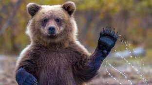 Дзен Иван Крузенштерн статистика