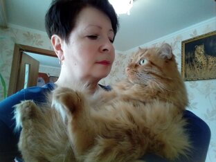 Дзен Кошкин дом статистика
