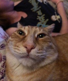 Дзен Всратые коты статистика