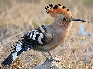 Дзен Мысли престарелого удода статистика