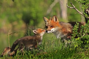 КЛК Хороший кот. Мир животных и людей