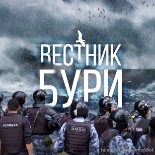 Дзен ВЕСТНИК БУРИ статистика