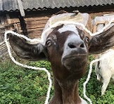 Статистика Дзен Козочка Алмеру