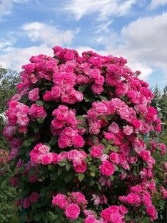 Дзен Всякая всячина статистика