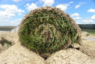 Дзен Элите Газон статистика