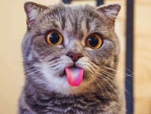 Дзен Смешные видео  от котика статистика