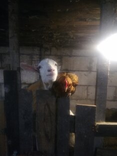 Статистика Дзен Маленькая деревня в городе 