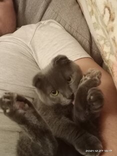 Дзен Серкин  статистика