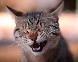 Дзен Убойный юмор статистика