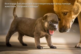 Статистика Дзен Благотворительный Фонд "ОСТРОВОК НАДЕЖДЫ"