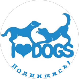 Статистика Дзен dogsi-rnd