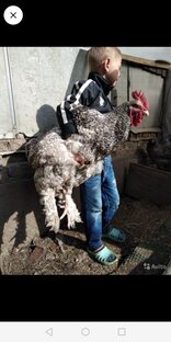 Логотип канала Огород и птичник