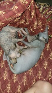 Статистика Дзен Ксю на голову всю