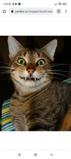 Дзен Дима Бебрович статистика