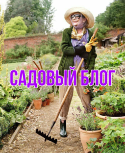 Статистика Дзен Садовый блог