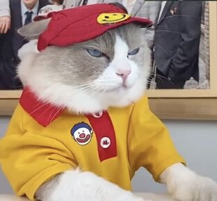 Дзен LITTLE PUFF статистика