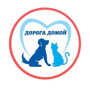 Помощь бездомным животным муром. Волонтерское движение дорога домой г муром. муром дорога домой 33 волонтерское движение. дорога домой муром потеряшки. дорога домой муром вк.